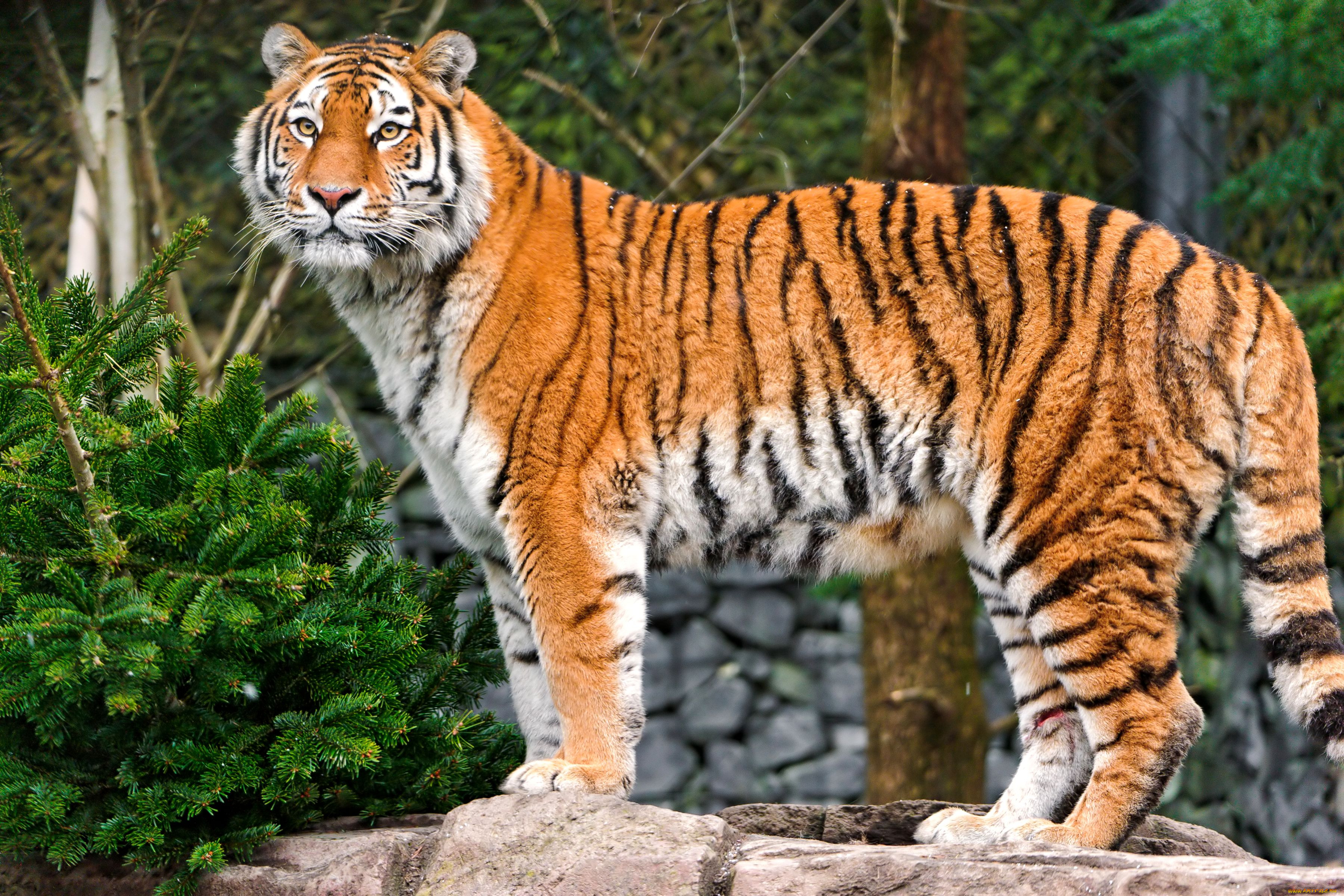 Животные красной амурский тигр